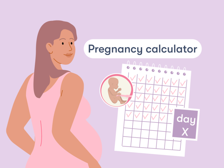 Pregnancy calculator A weekbyweek pregnancy calendar